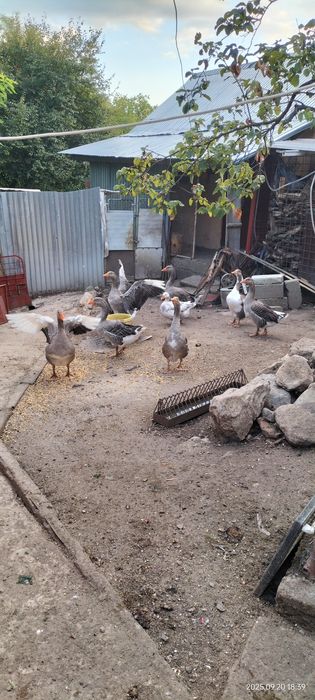 Vând Gâște de țară
