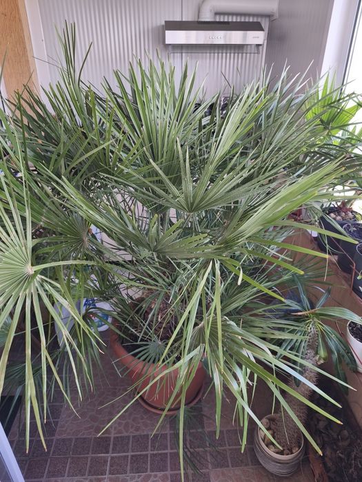 палма., многогодишна, Бенджамин