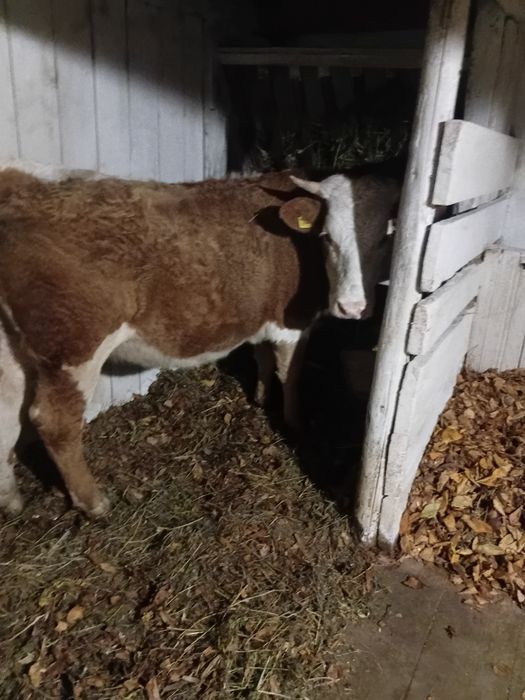 Vand junica si tauras