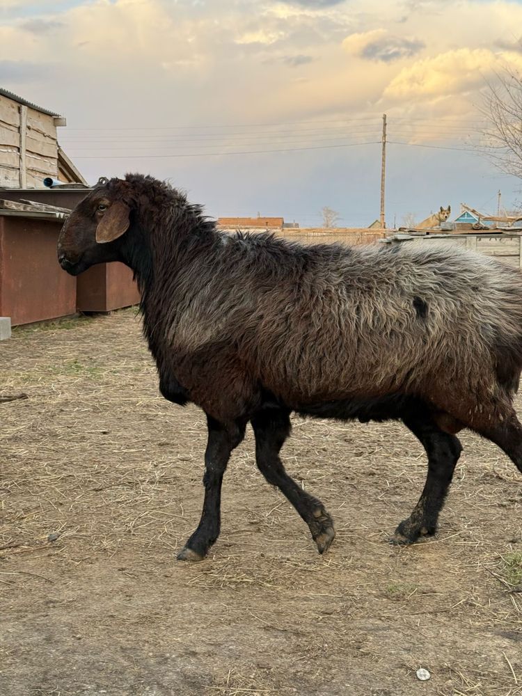 Продам племенного кошкара