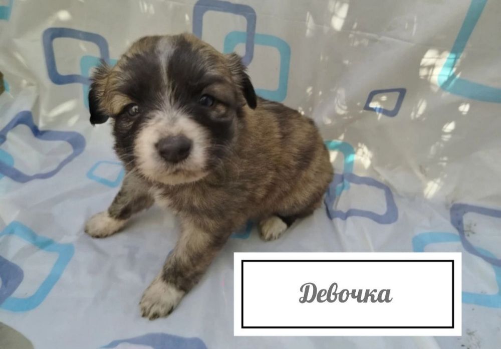 Срочно отдам щенят