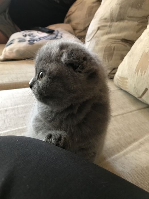 Шотландско  клепоухо късокосместо коте