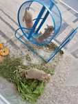 Urgent femela Veverita degu adult si 2 pui