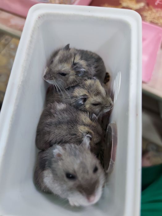 Продам 4х хомяков в клетке молодые