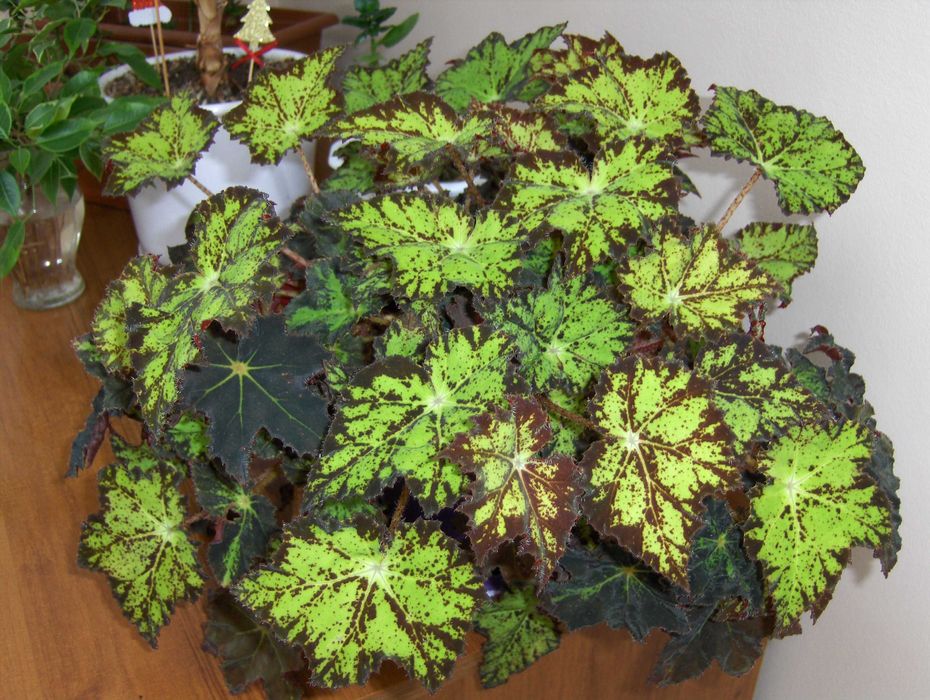 Hewlett Packard HP R927 - 8.2MPx