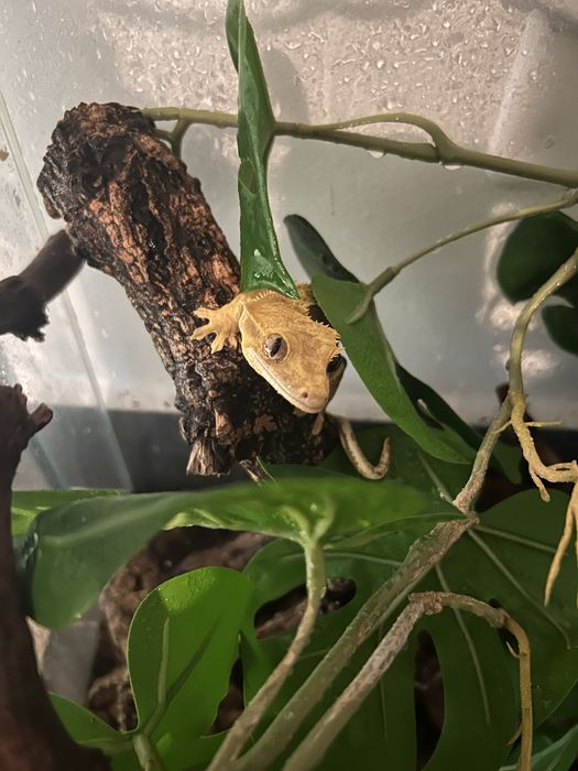 Crested Gecko (Correlophus ciliatus)