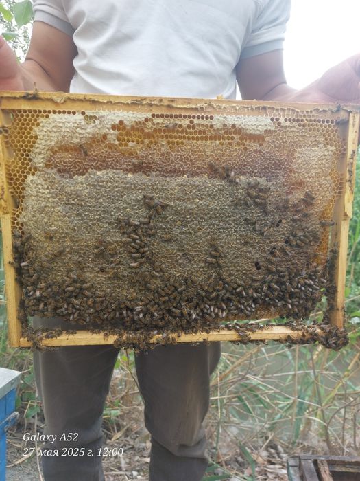 Сифатли тог ва пахта асал