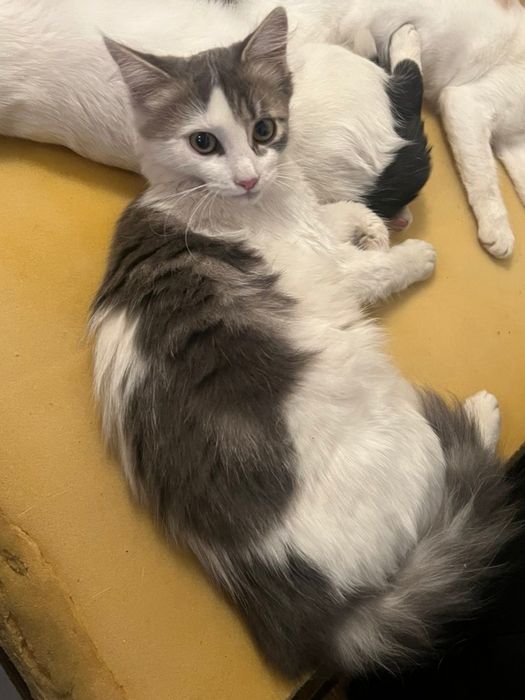 подаряват се котенца