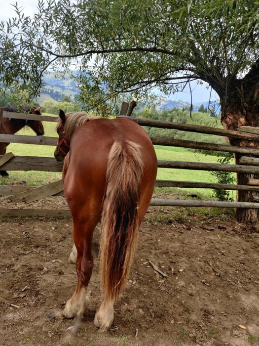 Manz de vnzare mai multe det la nr