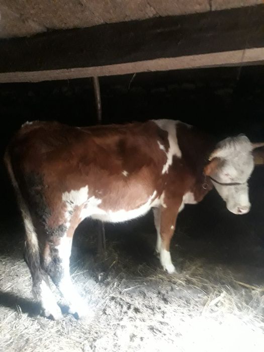 Vând junincă Bălțată Românească