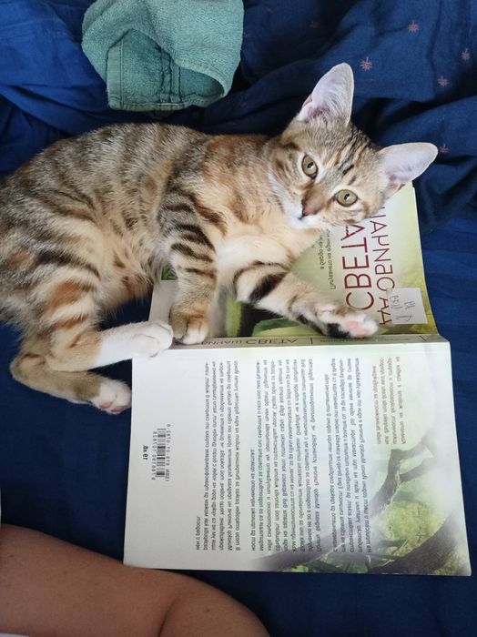 Женско коте с тигрова окраска