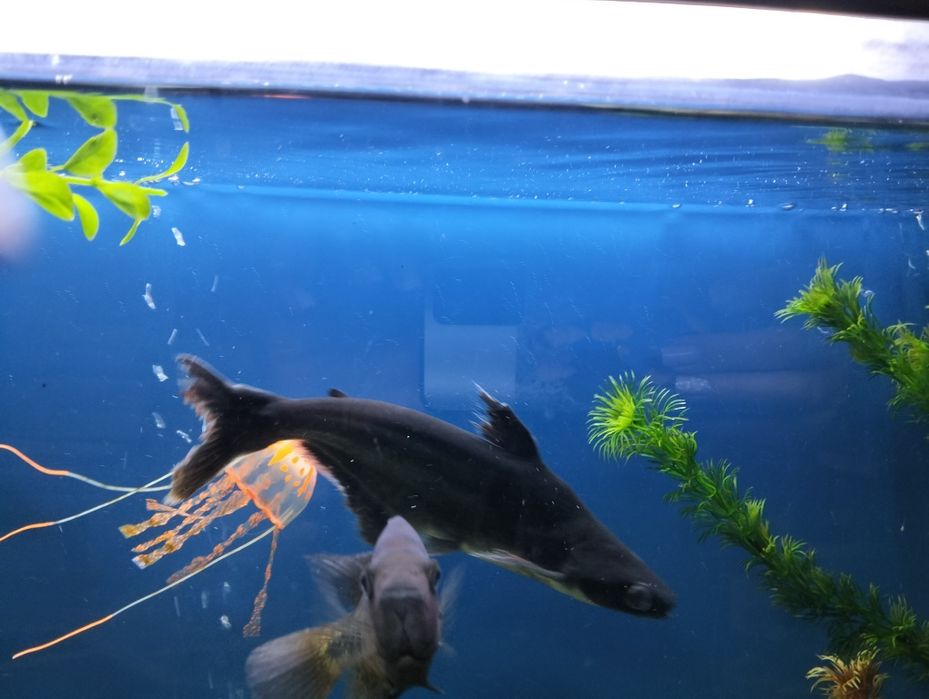 Продам пангасиуса