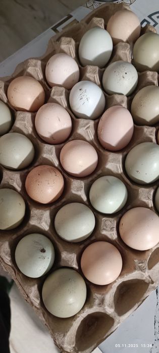 Продам домашние куриные яйца