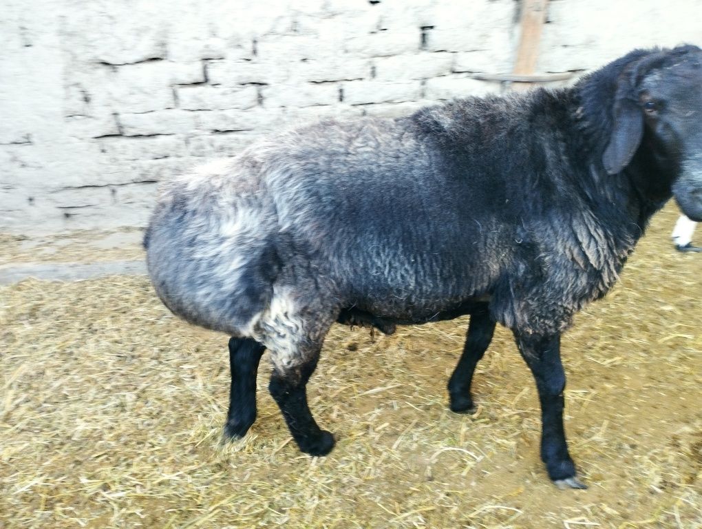 Зотдор хисори кучкор