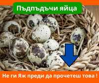 Пъдпъдъчи яйца - НЕ ГИ ЯЖ ПРЕДИ ДА ПРОЧЕТЕШ ТОВА!!!  яйца от пъдпъдък