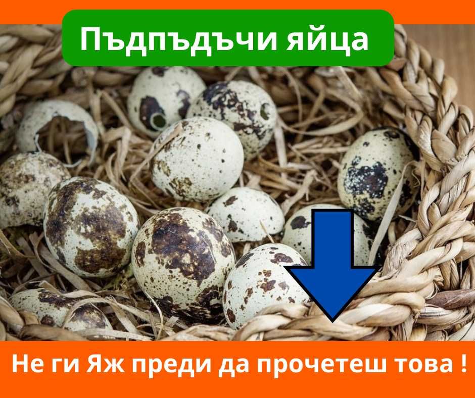 Пъдпъдъчи яйца - НЕ ГИ ЯЖ ПРЕДИ ДА ПРОЧЕТЕШ ТОВА!!!  яйца от пъдпъдък