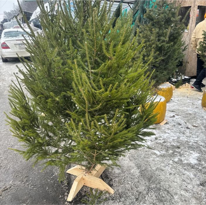 Ёлки Новогодние живые с комом . Ели Срубленые на крестовине
