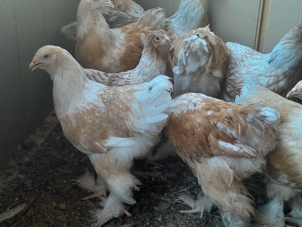 Vând pui brahma lemon tineret