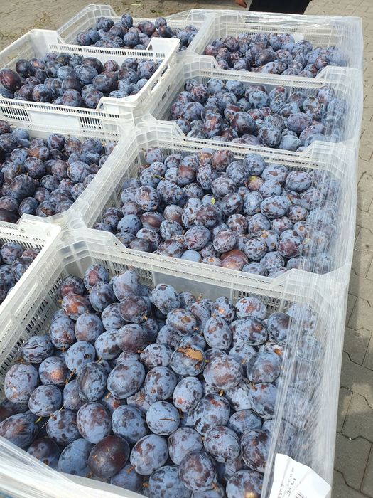 Vand Prune de tuica