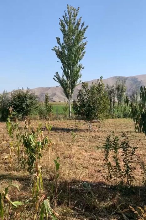 Шийпон Ширмон булок , канал тепаси, чегара томонда