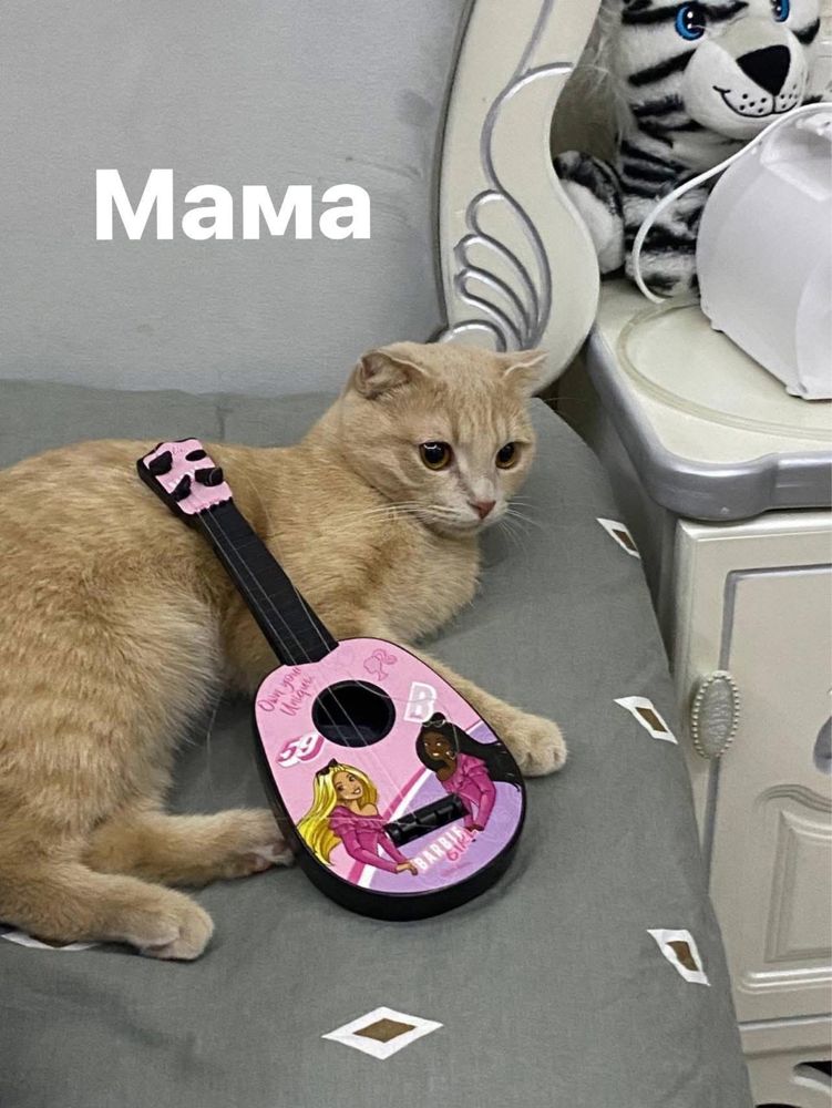 Котята от правильной вязки