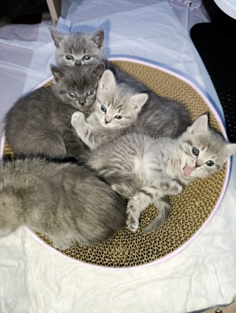 Британски котенца