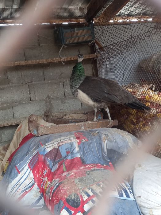 Павлины парочка 200000