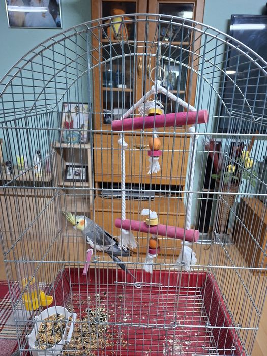 Продавам папагал Корела с клетка
Продавам красив и здрав папагал Корел