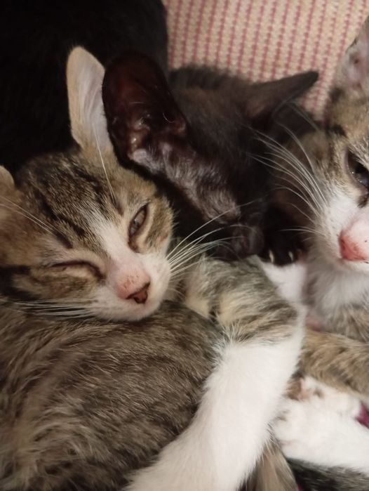 Donez pui de motanel si pisicuta