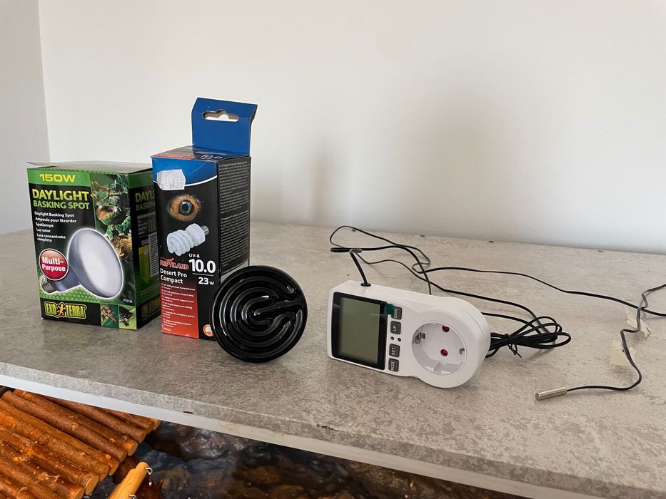 TERARIU Agama cu barba