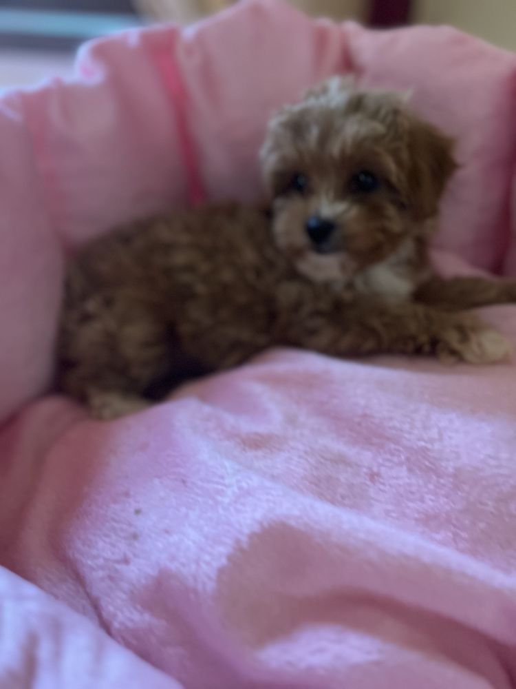 Fetita Maltipoo red