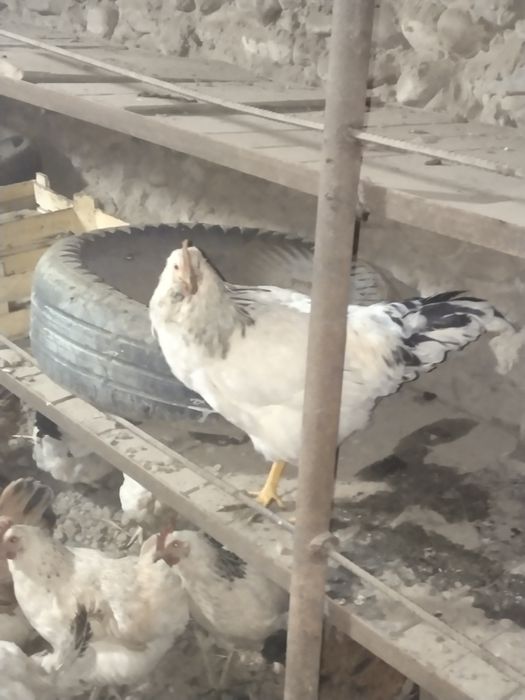 Продам куры домашние