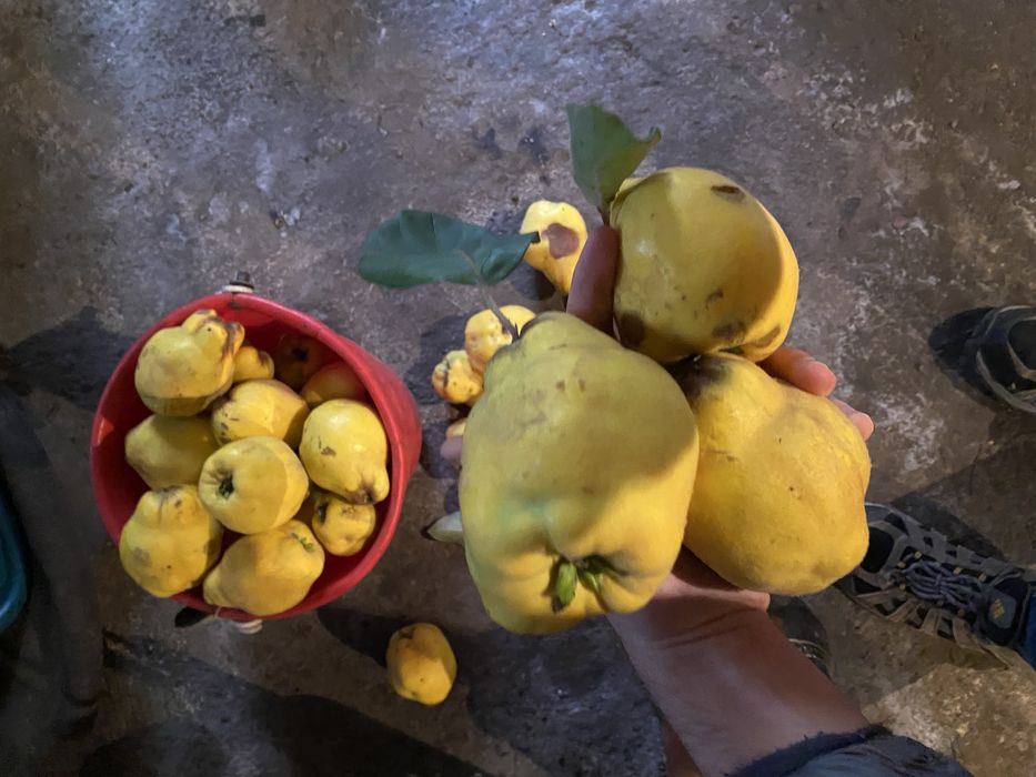 Gutui din gospodărie proprie disponibile 10 kg.  10lei/kg