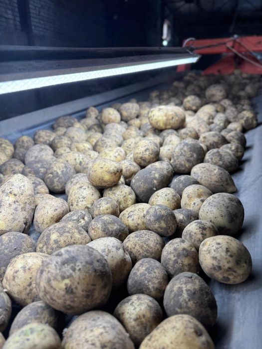 Картофель сорт Гала