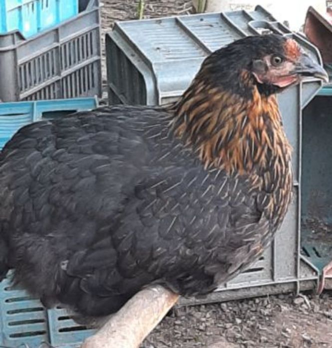 Продавам  Ярки Петли и Кокошки Супер харко и 3 прасета