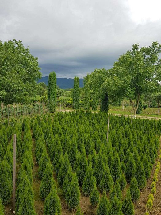 Pepiniera de tuia si arbori ornamentali