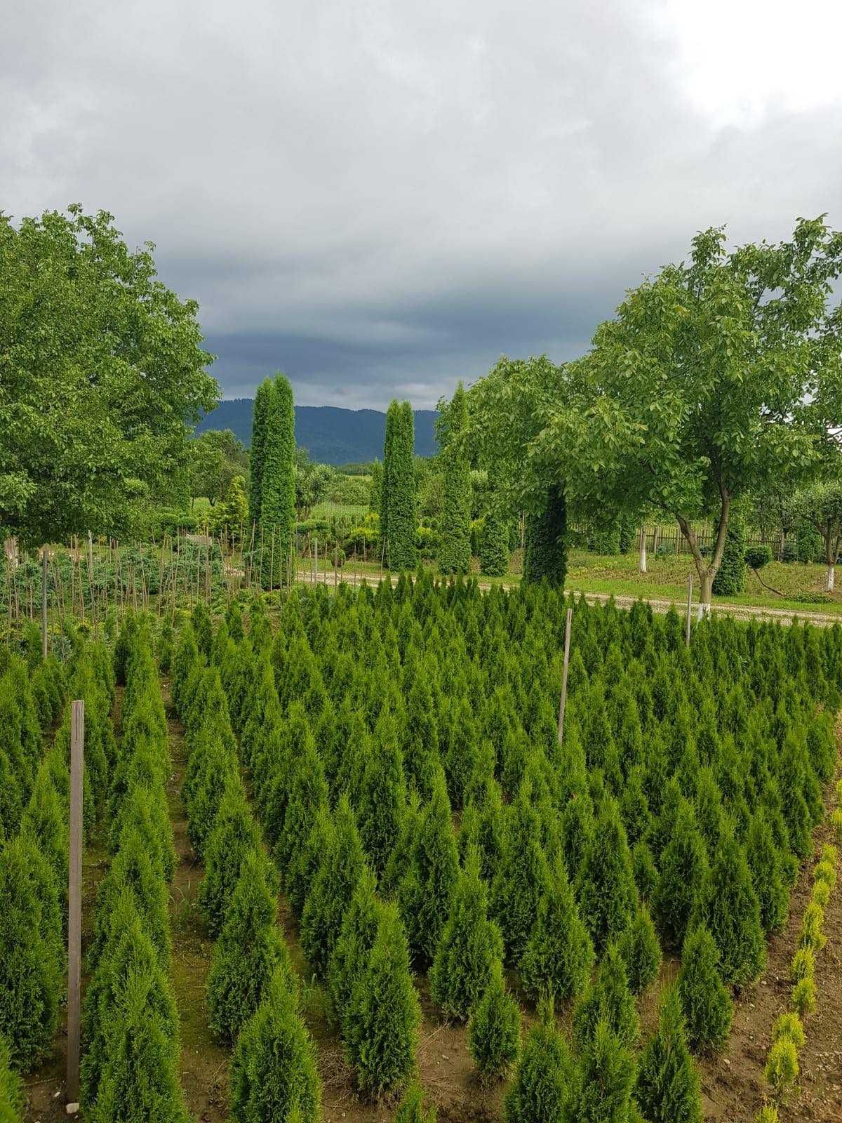 Pepiniera de tuia si arbori ornamentali