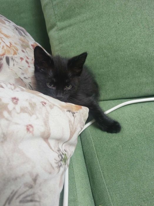 Отдам котят хорошие руки
