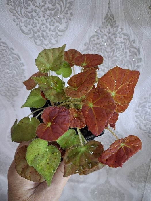 Комнатные растения.  Затобольск.