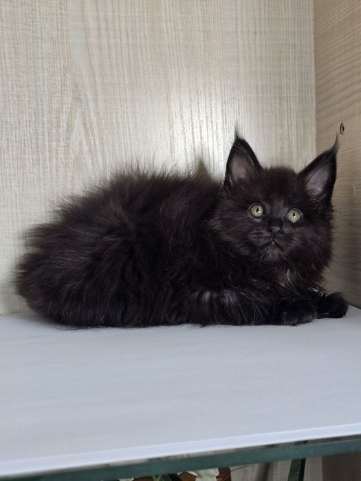 Продаю Мейн_кун девочка.