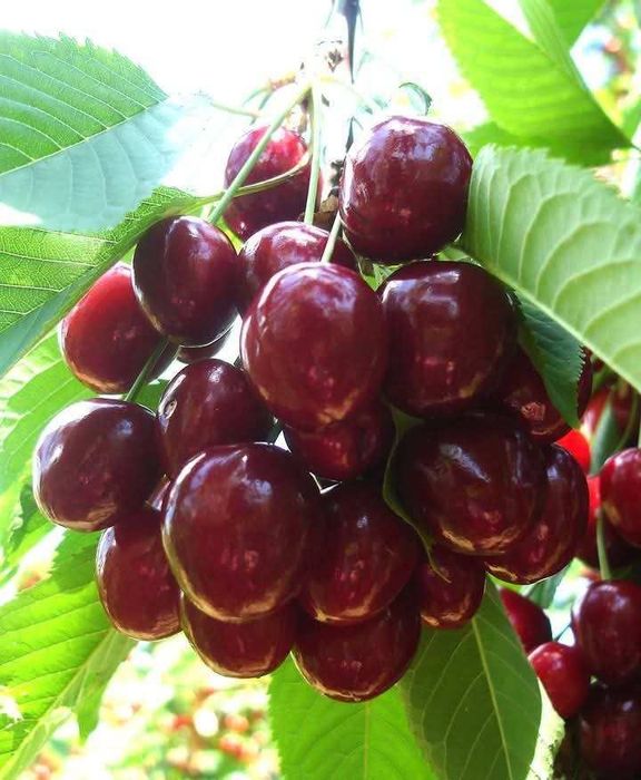 Pomi fructiferi certificati