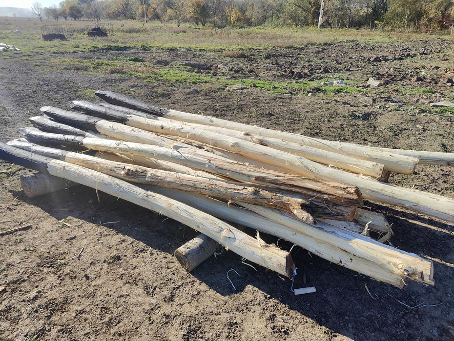 Stâlpi salcâm gard