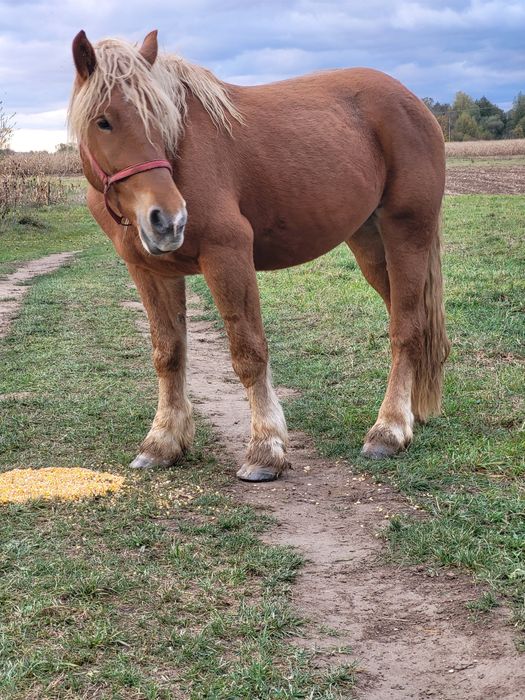 Mânză 3 ani de vanzare