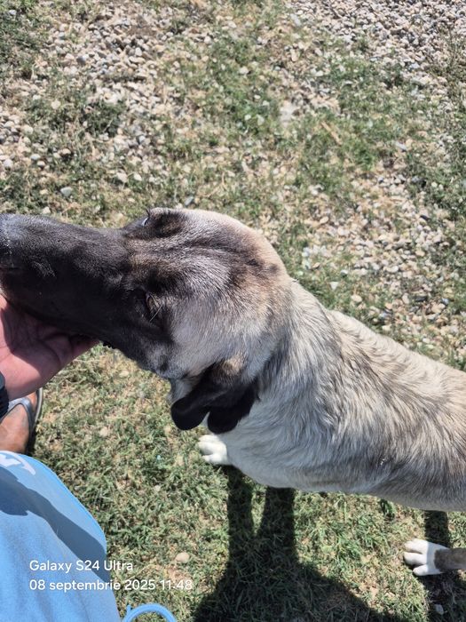 Catelusa 7 luni,vaccinata cipata!!