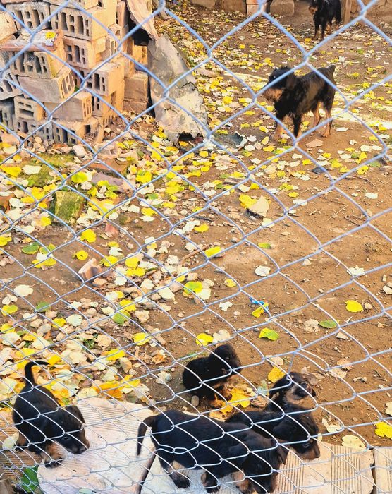 ягдтериер кучета