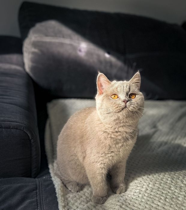 British shorthair cu pedigree