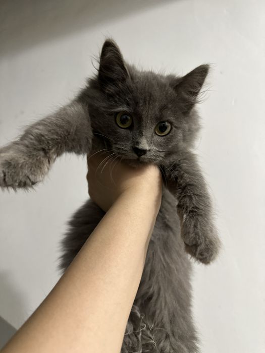 Пушистый друг для любящей семьи