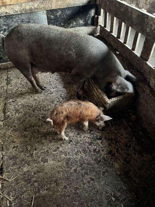 Свинкя и прасета