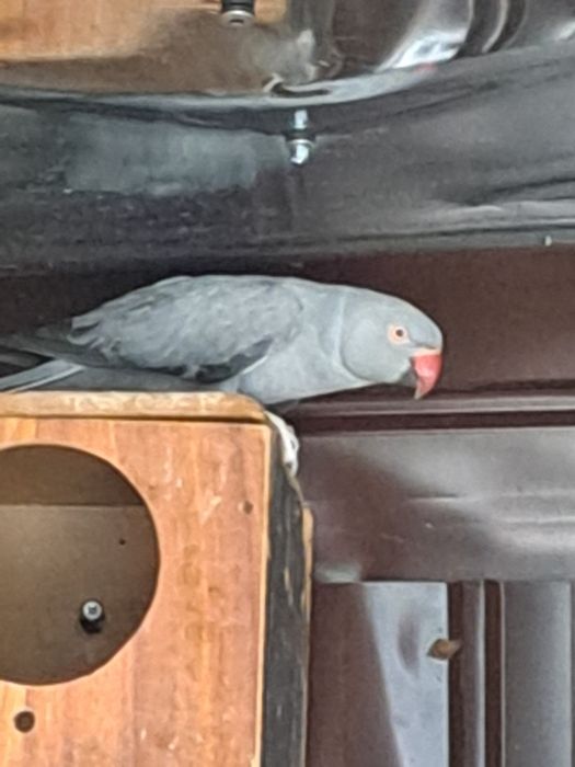 Papagali micul Alexandru pereche