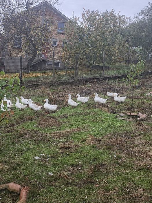 Пекински бели патици